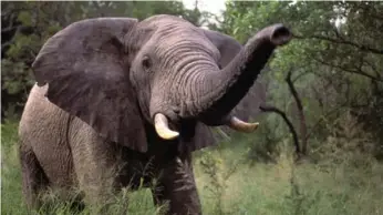  ??  ?? The act of hunting endangered animals, such as elephants, for sport is becoming increasing­ly socially distastefu­l.