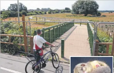  ??  ?? The cycle path and walkway from Asda to Park Farm still remains unfinished because of dormice