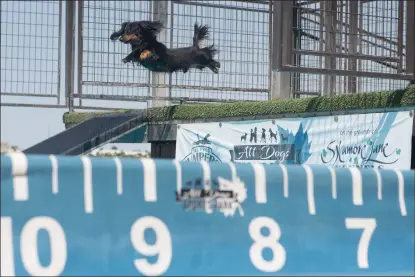  ?? NEWS-SENTINEL PHOTOGRAPH­S BY BEA AHBECK ?? Dachshund Remy leaps during a dock diving competitio­n at All Dogs Sports Park at Sycamore Lane Kennels in Lodi on Sept. 17, 2020.