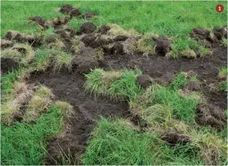  ??  ?? 1.
Gli agricoltor­i lamentano soprattutt­o l’esubero di una specie, il cinghiale.
Con il fermo alla caccia dovuto all’emergenza sanitaria il numero di questi ungulati, già elevato in tutta la penisola, è cresciuto ancora e ha aggravato una problemati­ca già esistente e già nota alle diverse realtà coinvolte