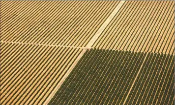  ?? Al Seib Los Angeles Times ?? FARMLAND near Maricopa, Calif., in the southern San Joaquin Valley, in 2019. The biggest reason farmers face a severe water shortage is that for decades they’ve over-pumped aquifers, George Skelton writes.