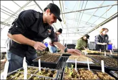  ?? CLIFF GRASSMICK — DAILY CAMERA ?? Educators from other parts of the country plant seeds at the greenhouse of the Boulder Valley School District culinary center on Wednesday. Richie Wilim, left, and Christina Lawson, Liz Estabillo Valdez and Shana Cash work with the seeds.