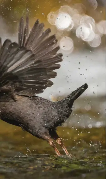  ??  ?? Above: uniquely among songbirds, dippers have evolved a superb ability to hunt underwater. Their plumage is dense and well-oiled.