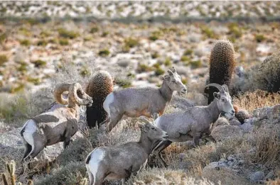  ?? ANA RAMIREZ U-T PHOTOS ?? Peninsular bighorn sheep roam in Anza-borrego Desert State Park on Dec. 19. There are plans for a wildlife corridor project that would go over Interstate 8 east of the Imperial-san Diego County line to protect the sheep against traffic.