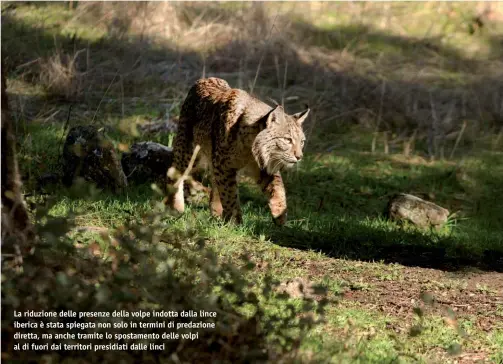  ??  ?? La riduzione delle presenze della volpe indotta dalla lince iberica è stata spiegata non solo in termini di predazione diretta, ma anche tramite lo spostament­o delle volpi al di fuori dai territori presidiati dalle linci