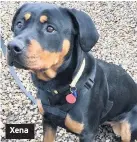  ??  ?? Xena