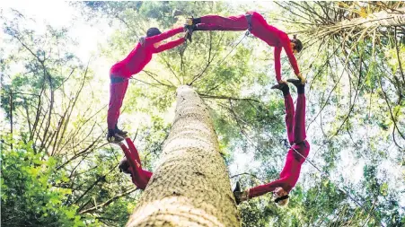  ?? STEVE BOSCH, PNG ?? Aeriosa takes care not to damage the trees where it performs, making sure not to snap branches or leave metal spikes.