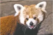  ??  ?? A red panda named Wyatt is the father of the red panda cubs at the Chattanoog­a Zoo.