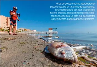  ??  ?? Miles de peces muertos apareciero­n el pasado octubre en las orillas de esta laguna. Los ecologista­s lo achacan al aporte de materia orgánica que recibe desde las explotacio­nes agrícolas. La gota fría, que arrastra los sedimentos, puede agravar el problema.