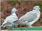  ??  ?? Woodpigeon­s are another bird that like to get together, particular­ly to feed