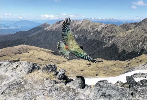  ?? PHOTO: PHIL NARODICK ?? See me soar . . . American tourist Phil Narodick has captured a ‘‘once in a lifetime’’ photograph of a flying kea on the Kepler Track in Fiordland.
