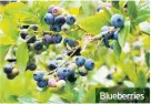  ??  ?? Blueberrie­s