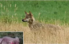  ??  ?? In Schnelsen riss ein Wolf ein Schaf. Foto oben: einer der dänischen Jungwölfe in Schleswig-Holstein