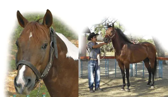  ??  ?? ISLAND TREASURES: In addition to the Paso ( left), Cuba’s native breeds include the Cuban Pinto ( center) and the Cuban Trotter ( above).