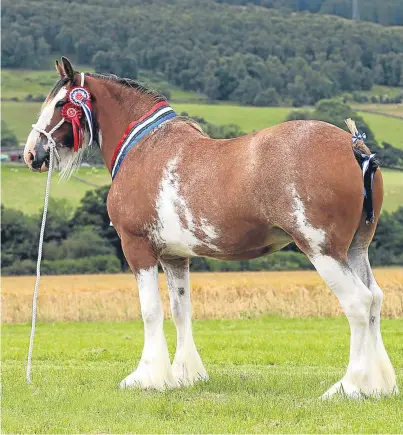  ?? Pictures: Jim Crichton. ?? Champion Clydesdale Westbank Ruby Tuesday.