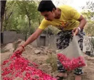  ??  ?? Hassan Khan lays rose petals on the grave of his wife Zeenat.