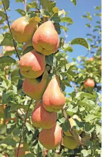  ??  ?? RIGHT: Aurora produces between 50t/ha and 90t/ha of pears, depending on the variety and the age of the orchard. The varieties they plant are Early Bon Chretien, Flamingo, Rosemarie, Rosemarie Select, Packham‘s Triumph, Forelle and Abate Fetel.