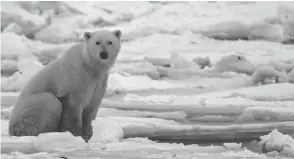  ?? PAUL J. RICHARDS / AFP / GETTY IMAGES FILES ?? A polar bear sits on the ice on Hudson Bay outside of Churchill, Man.
One potential strategy to slow global warming could have a too-chilling effect.