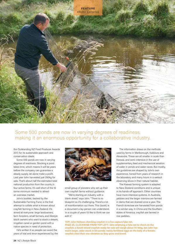  ??  ?? TOP: John Hollows checking crayfish in a live capture fyke net. PAGE 25, CLOCKWISE FROM TOP LEFT: John emptying a fyke net to check on the crayfish; a South Island crayfish ready for sale will weigh about 70-100g, but John has much larger, older stock...