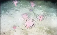  ??  ?? Giant pink sea anemones off Port Elizabeth. Picture: Supplied