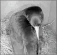  ?? ?? A screenshot captured from the nest of the Mizen Head pair of chough.