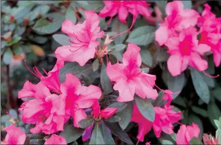  ??  ?? Flower size, color and shape vary greatly among the many cultivars of azaleas; some types lose their leaves in the winter and others stay green.