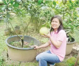  ??  ?? POMELO IN CONTAINER – There are several varieties of pomelo that can be gown in containers, including the red and white Vietnam pommelos, Thai varieties, Malaysian and from Florida, USA. Grafted or marcotted planting materials will bear fruit as early...