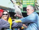  ??  ?? Man of vision . . . Frank Shipp places tame birds on a visitor’s arms.