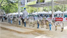  ??  ?? Ganado bovino de varias razas será el protagonis­ta principal durante la 44ª Feria Ganadera de Sabanalarg­a.