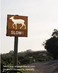  ??  ?? Take it slow: antelope tend to cross the road in the evening, especially.