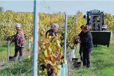  ?? Foto: Anna Vavríková, MAFRA ?? dobrý ročník Moravští vinaři, včetně těch z čejkovické­ho vinařství Radocha, si letošní sklizeň pochvalují.