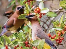  ?? Kathy Adams Clark / Contributo­r ?? Cedar waxwing migratory flocks tend to follow the ripening of wild berries such as those found on yaupon bushes.