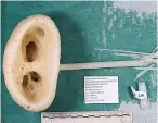  ?? NMNH/TNS ?? ■ The two holes of the the “E.T. sponge” that give it an alien appearance serve as openings out of which the sponge pumps water.