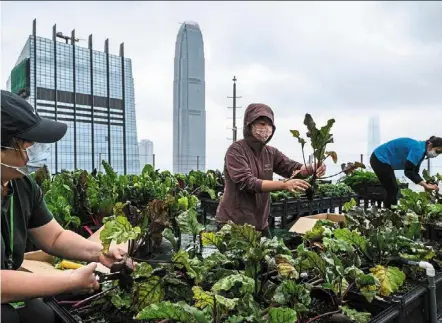  ?? — AFP ?? Rooftop Republic urban farmers harvesting vegetables grown on a rooftop farm at the top of the 150m tall Bank of america tower in Hong Kong.