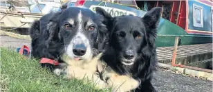  ?? PHOTO SUPPLIED ?? Border collies Ben and Molly are adapting to life on board.