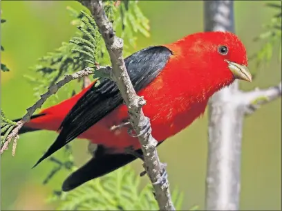  ?? [JIM MCCORMAC, FOR THE DISPATCH] ?? Scarlet tanager