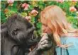  ?? Courtesy: Gorilla Foundation-Koko.org ?? Koko with her caretaker Penny Patterson.