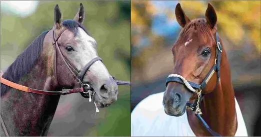  ?? BARBARA D. LIVINGSTON ?? Arrogate (left) and Gun Runner will have their first mares in foal offered at the Keeneland and Fasig-Tipton November sales.