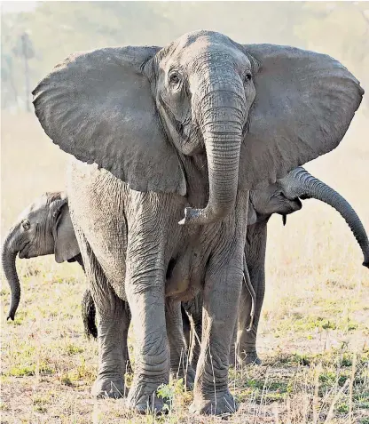  ?? ?? A tuskless elephant with her two calves in the Gorongosa National Park in Mozambique, right