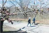  ?? STEVE RUSSELL TORONTO STAR ?? High Park’s cherry blossoms attract tens of thousands of visitors a year, but they’ll risk a $750 fine if they go there this year.