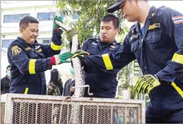  ?? AMANDA MUSTARD/THE NEW YORK TIMES ?? Firefighte­rs prepare to transfer rescued pythons to a wildlife conservati­on facility in Bangkok on November 23.