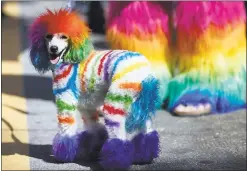  ??  ?? A poodle named Ferris Bueller, of San Jose, waits for the parade. The parade is adding corporate sponsors. “It’s important that the companies show support for local pride, not just in San Francisco,” says organizer Saldy Suriben.