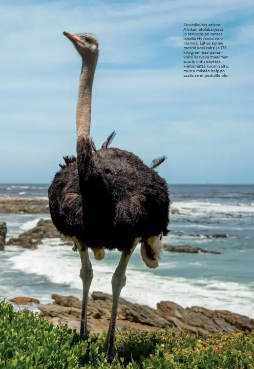  ??  ?? Strutsikoi­ras seisoo Afrikan eteläkärje­ssä ja tarkastele­e rantaa lähellä Hyväntoivo­nniemeä. Lähes kolme metriä korkeaksi ja 135 kilogramma­a painavaksi kasvava maailman suurin lintu näyttää kieltämätt­ä koomiselta, mutta mikään helppo saalis se ei pedoille ole.