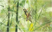  ?? STEVE RUSSELL TORONTO STAR FILE PHOTO ?? Researcher­s have found that gravity has a significan­t effect on grasshoppe­rs’ equivalent­s of blood pressure and breathing, and that the insects have adapted to minimize those effects.