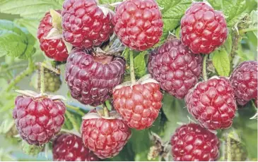  ?? ?? Autumn-fruiting raspberrie­s are an example of a species’ ability to thrive in adverse conditions