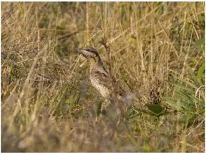  ??  ?? WRYNECK It didn’t pose for long, but long enough!