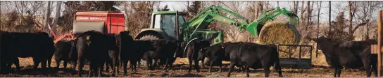  ?? Donnis Hueftle-Bullock ?? Feeding cattle, as seen above is a daily operation, rain, snow or sunshine.