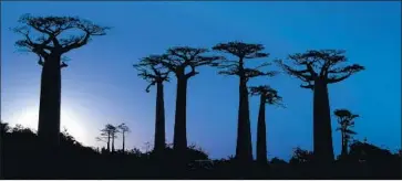  ?? Anthony Asael Art in All of Us ?? A STAND of baobab trees in Madagascar. Some individual­s have survived for nearly 2,000 years.