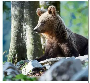  ??  ?? Slovenia is making efforts to manage their bear population with interventi­on strategies like preventing bears’ incursions into human territorie­s and culling to ensure long-term cohabitati­on.