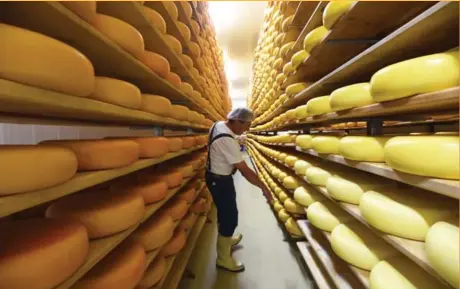  ?? KARON LIU PHOTOS/TORONTO STAR ?? Mountainoa­k Cheese co-owner Adam van Bergeijk inspects one of the thousands of Gouda cheese wheels in the plant’s aging room.